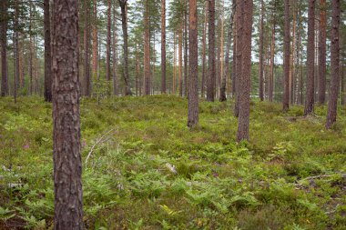 Yaban mersini ormanı: yerde eğreltiotu ve yaban mersini bitkisi olan çam ağaçları.