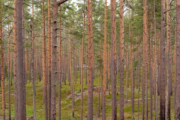 Kiefernwald Bezirk Wyborg Der Grenze Zwischen Russland Und Finnland — Stockfoto