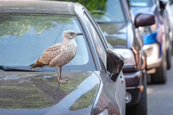 Herring Gull Chick Larus Argentatus Hood Parked Car Street Saint — ストック写真