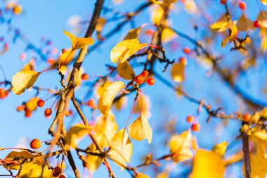 Mavi, sarı ve kırmızı arka plan, yaprakları ve dalları ile mavi gökyüzü