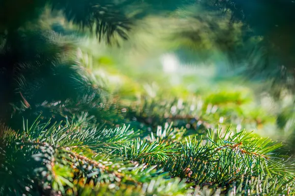 Fir tree achtergrond — Stockfoto