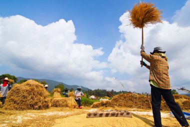 Çiftçi hayat, Tayland Kuzey.
