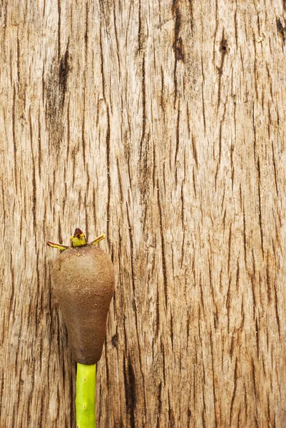 Mangrove Seed on wood. — Stock Photo, Image