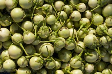 Patlıcan / Hamam böceği Berry