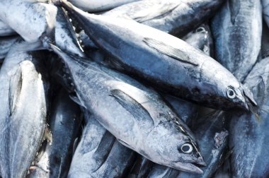 Longtail ton balıklı, Doğu küçük tuna.