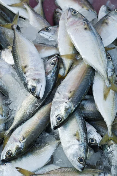 Pescado fresco de caballa en el mercado . — Foto de Stock