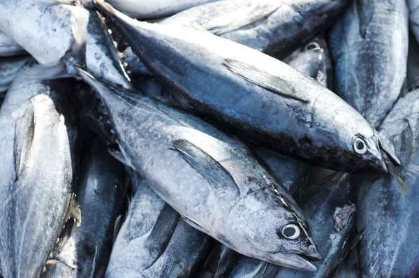 Longtail tonfisk, östra lite tonfisk. — Stockfoto