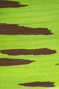 Kan muz yaprak arka plan