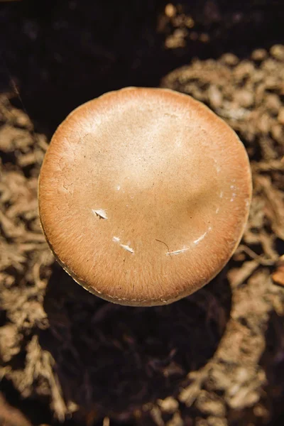 Cogumelo Nameko na floresta . — Fotografia de Stock