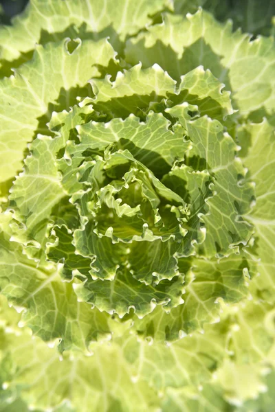Head of fresh cabbage with a lot of leaves. — Stock Photo, Image