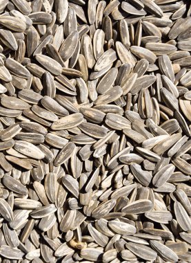 Arka plan için ayçiçeği tohumu.