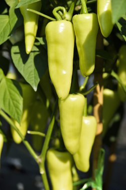 Sebze bahçesinde büyüyen biber.