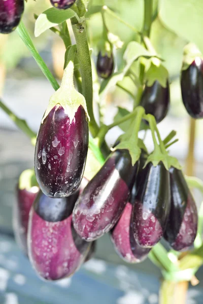 Purple eggplants growing on the bush. — Stock Photo, Image