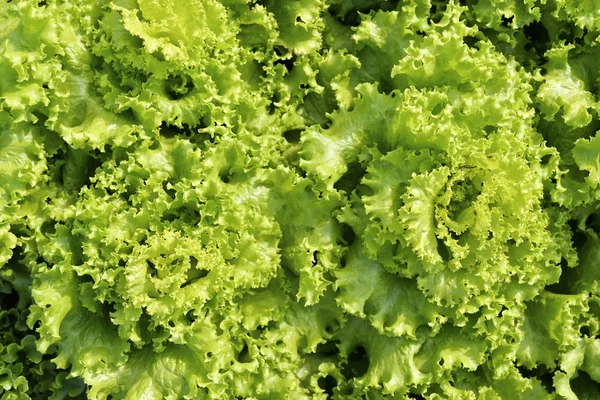 Gröna blad sallad, fräsch trädgård sallad. — Stockfoto