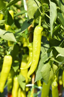 Sebze bahçesinde büyüyen biber.