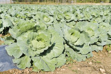 Taze yetişmiş lahana tarlası..