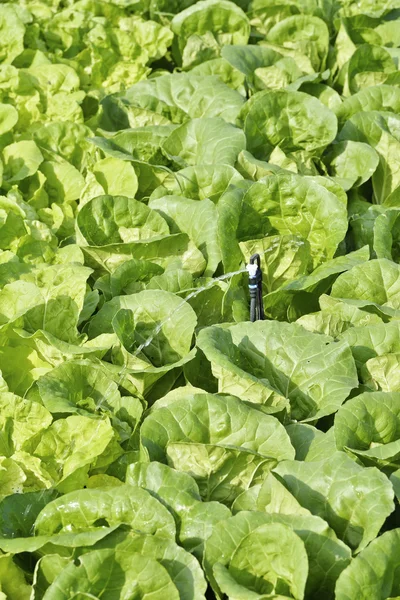 Vattning en sätta in av Cos sallad, romansallad. — Stockfoto