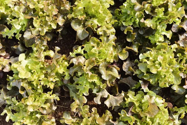 Growth of Oak Leaf lettuce. — Stock Photo, Image