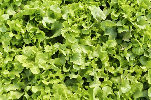 Green oak leaf lettuce, Fresh garden salad. — Stock Photo, Image