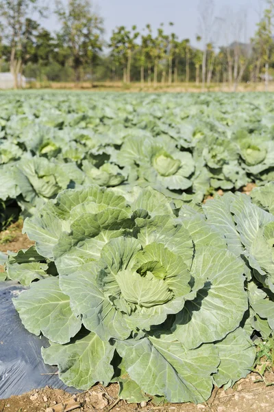 Freshly growing cabbage field. — Stock Photo, Image