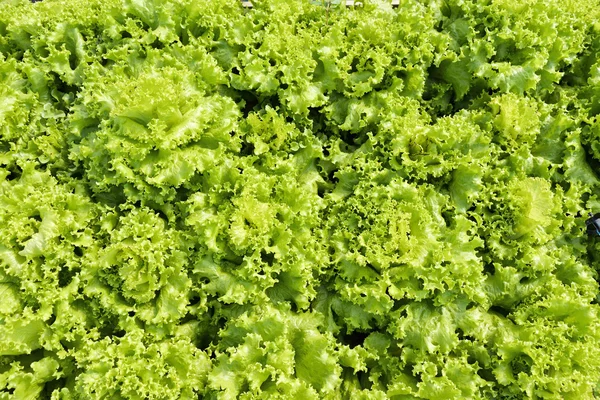 Green leaves lettuce, Fresh garden salad. — Stock Photo, Image