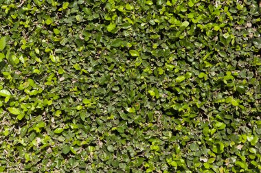 Kalın yeşil bahçe çit desen.