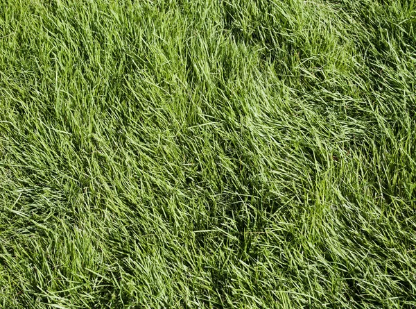 Grünes Gras natürlichen Hintergrund. Ansicht von oben. — Stockfoto