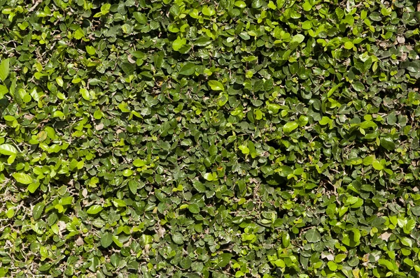 Kalın yeşil bahçe çit desen.