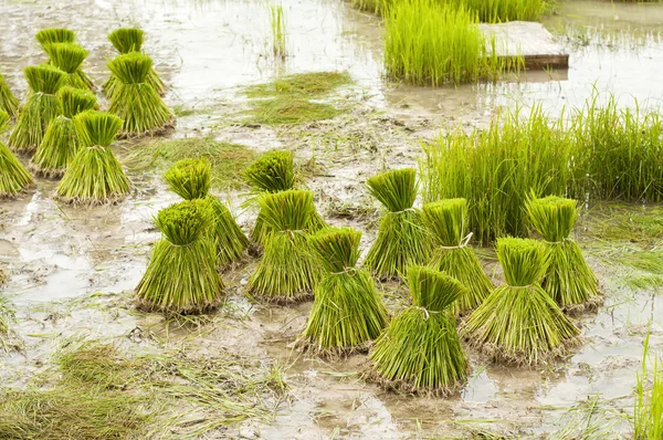 Νέοι βλαστοί ρυζιού έτοιμοι να αναπτυχθούν στον τομέα του ρυζιού. — Φωτογραφία Αρχείου