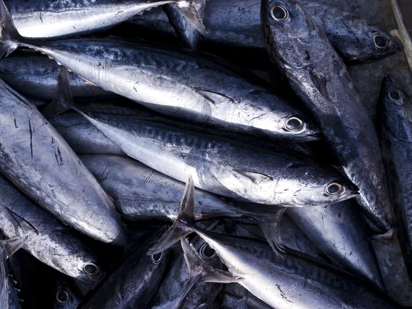 Tuna, Eastern little tuna, Thunnini, Longtail tuna, Northern blu — Stock Photo, Image
