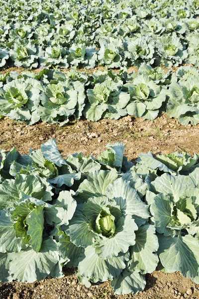 Freshly growing cabbage field. — Stock Photo, Image