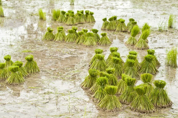Νέοι βλαστοί ρυζιού έτοιμοι να αναπτυχθούν στον τομέα του ρυζιού. — Φωτογραφία Αρχείου
