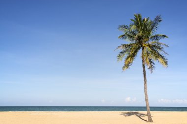 Hindistan cevizi hurma ağacı Beach.