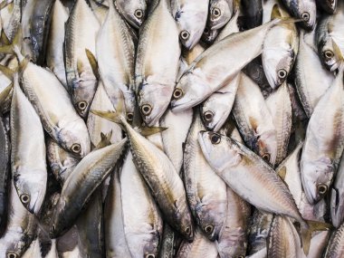 taze uskumru balıklar.