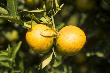 taze portakal ağacı üzerinde.