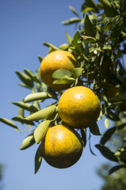 taze portakal ağacı üzerinde.