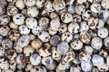 Bıldırcın yumurtası içinde belgili tanımlık çarşı.