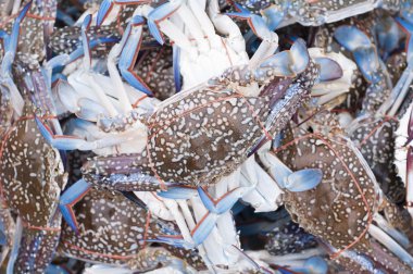 Mavi yüzücü Yengeç.