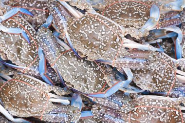 Mavi yüzücü Yengeç.