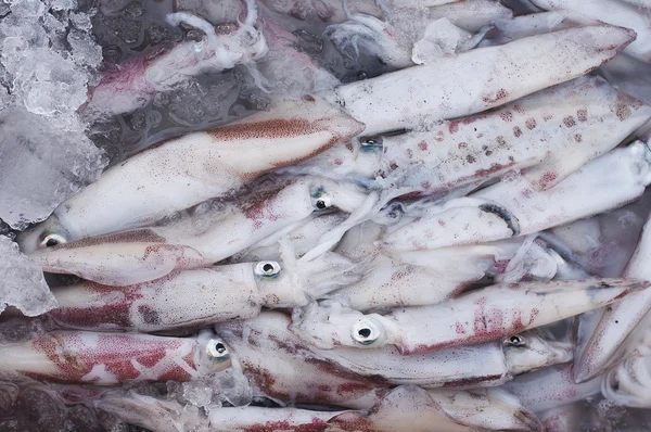 Calamar fresco Calamar recién capturado en un cubo con hielo en el mercado de cangrejos . — Foto de Stock