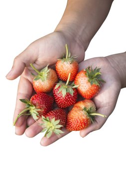 Beyaz arka plan üzerinde izole elinde taze çilek.