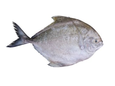Siyah pomfret balığı beyaz arkaplanda izole edilmiş..