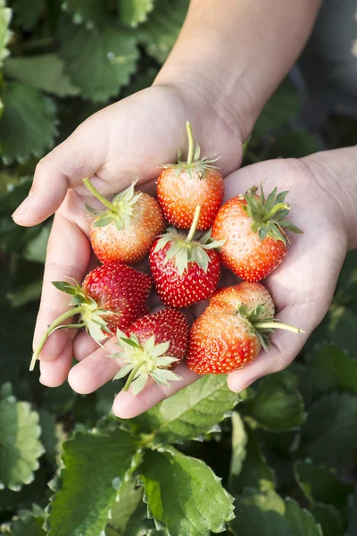 elinde taze çilek.