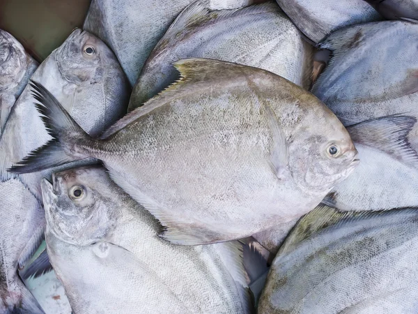 Pescado negro pomfret en el mercado . — Foto de Stock