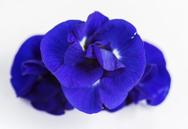 Kelebek bezelye çiçeği.