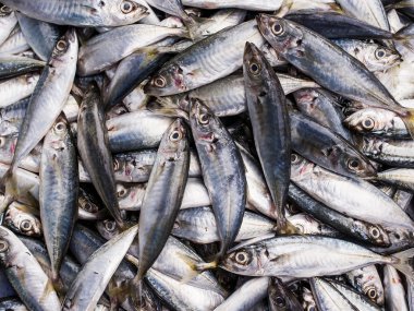 Taze torpido scad fishs.