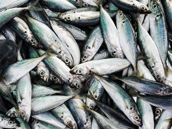 Pescado fresco de la chatarra del torpedo . — Foto de Stock