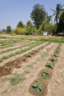 Genç patlıcan ağacı.