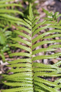 Ormanda eğreltiotu yaprağı.