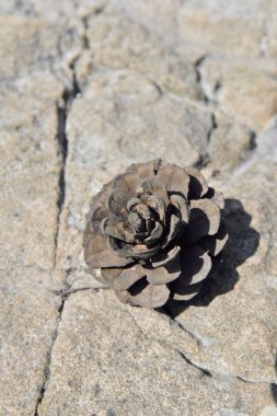 Kesiya çam kozalağı kahverengi.